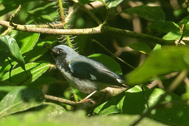 Black-throated Blue Warbler - ML513515921