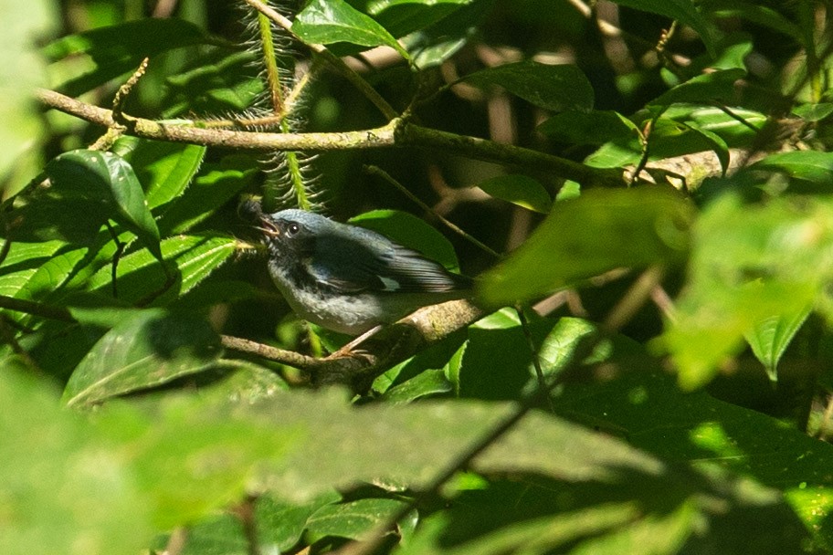 Black-throated Blue Warbler - ML513515931