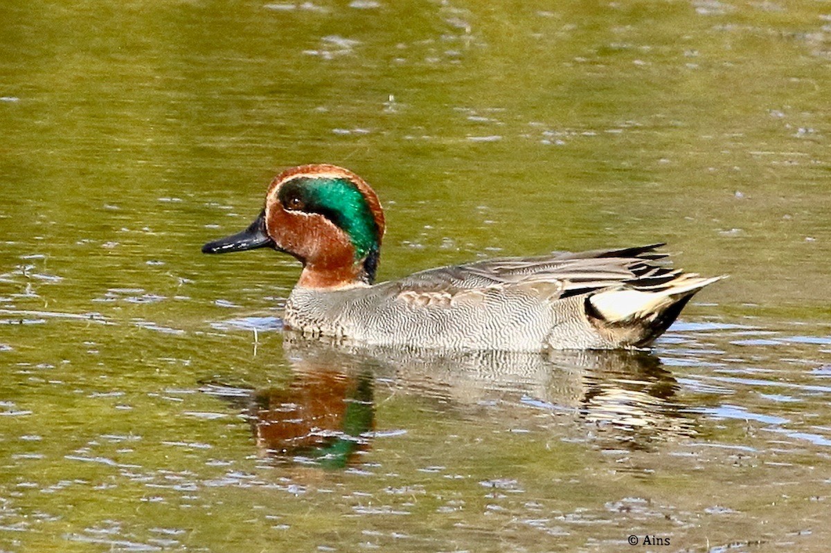 Green-winged Teal - ML513518021