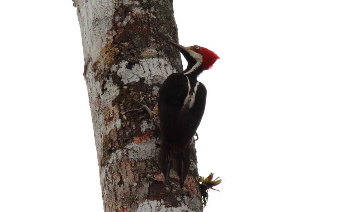 Guayaquil Woodpecker - ML51351931