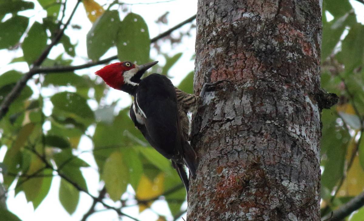 Guayaquil Woodpecker - Rick Folkening