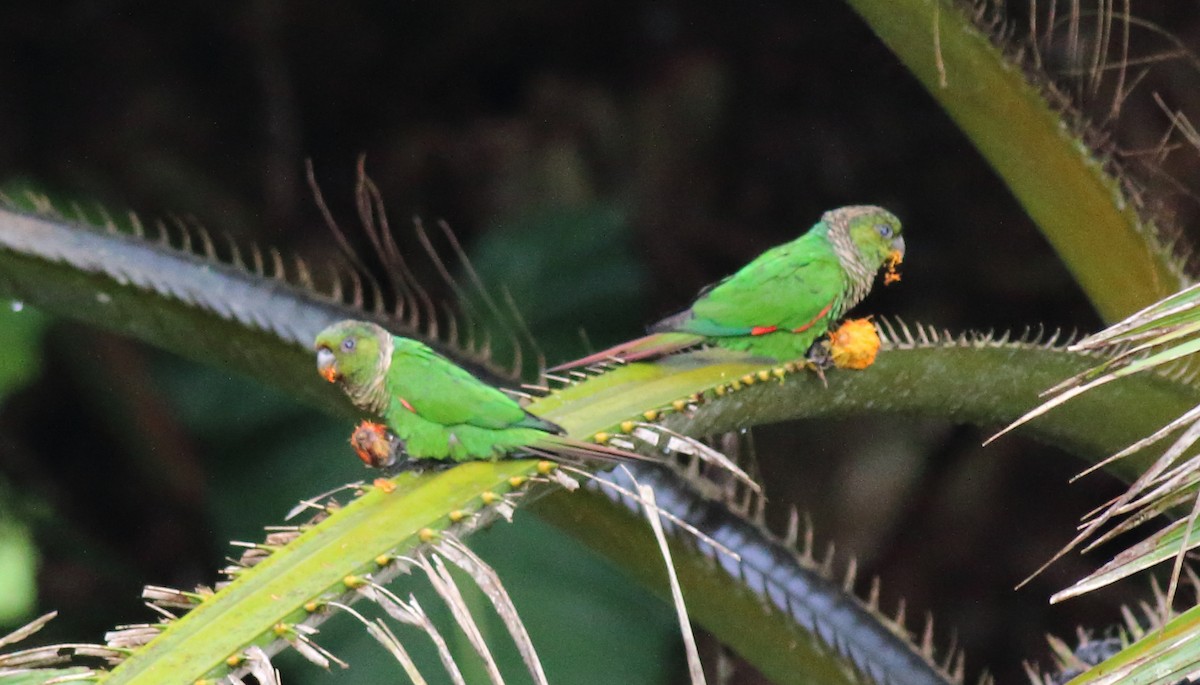 Maroon-tailed Parakeet - ML51352121