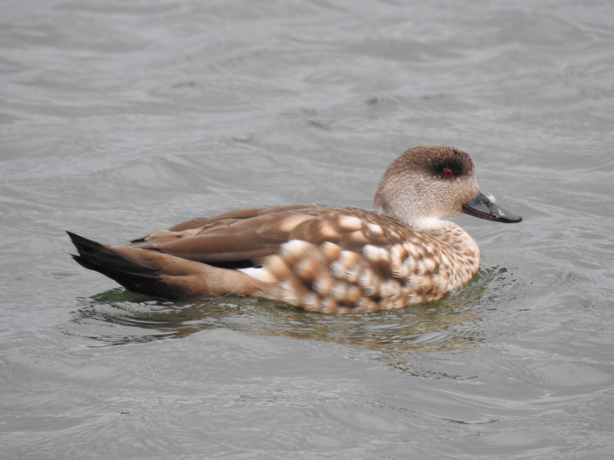 Crested Duck - ML513523931