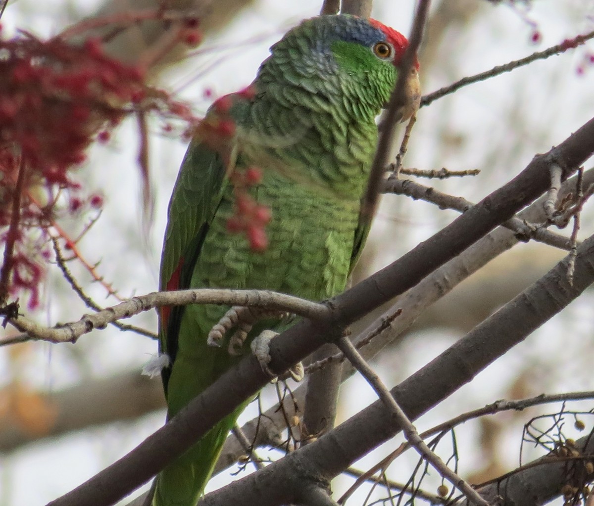 Red-crowned Parrot - ML513528601