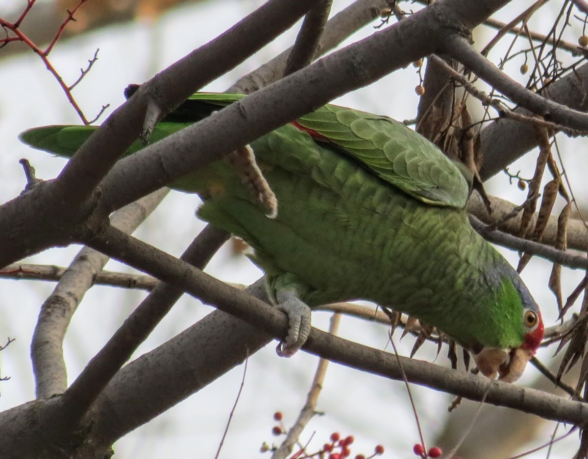 Red-crowned Parrot - ML513528841