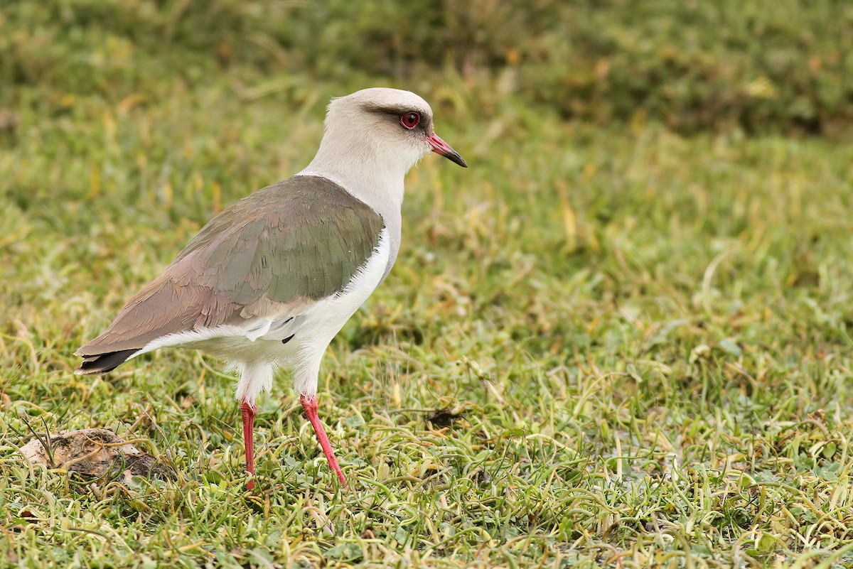 Andean Lapwing - ML513528891