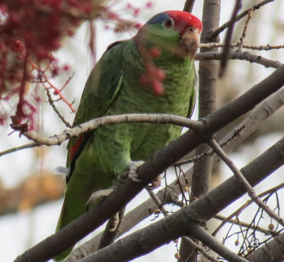 Red-crowned Parrot - ML513528901