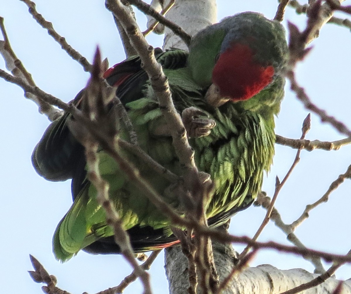 Red-crowned Parrot - ML513529041