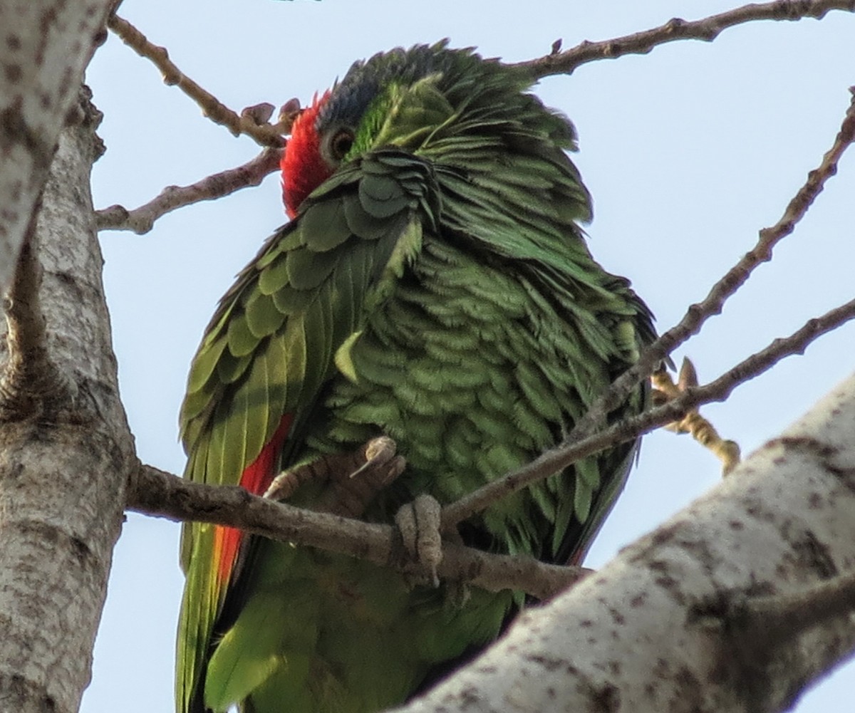 Red-crowned Parrot - ML513529111
