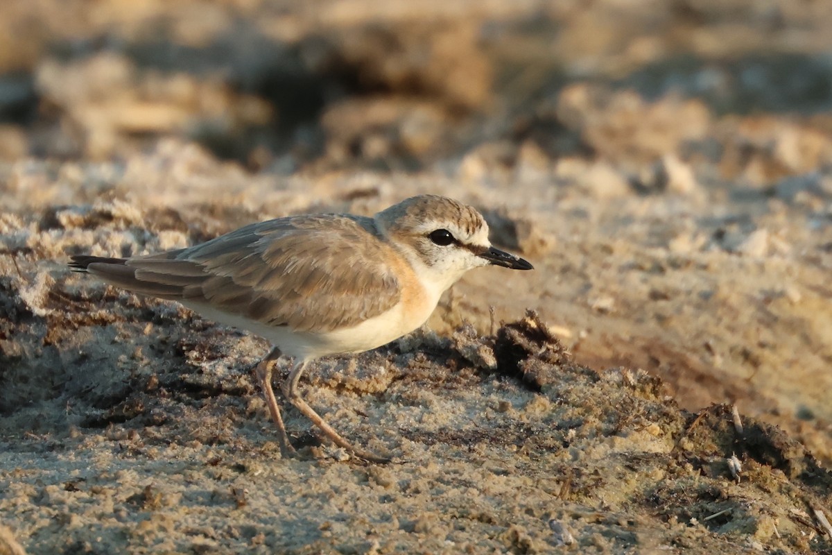 White-fronted Plover - ML513529911