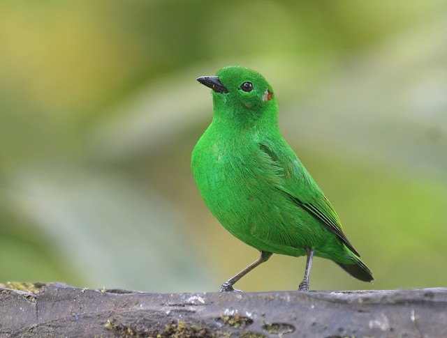 Glistening-green Tanager - eBird