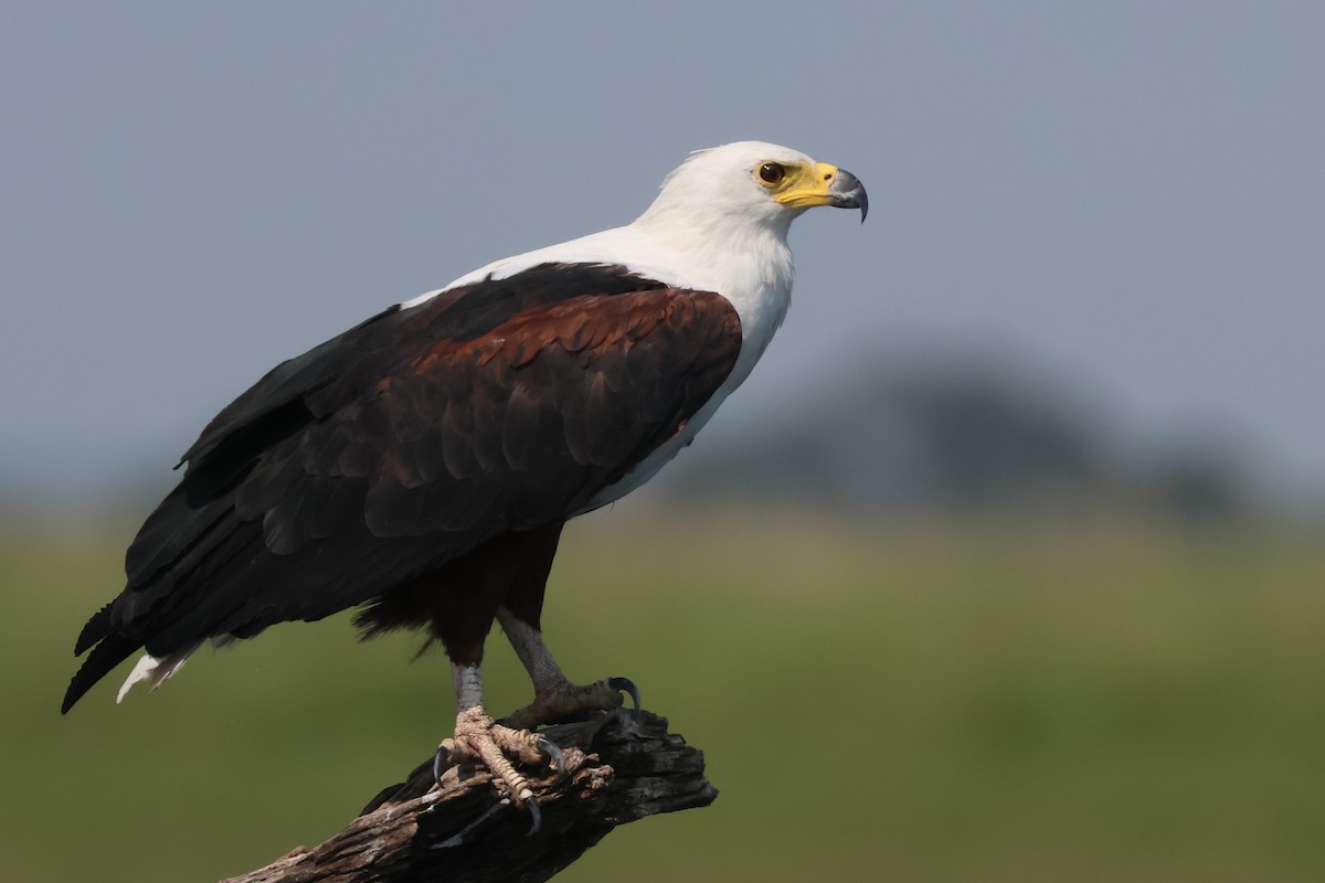 African Fish-Eagle - ML513530691