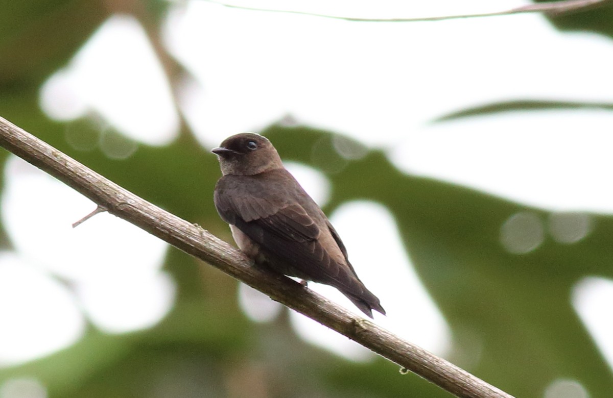 White-thighed Swallow - ML51353081