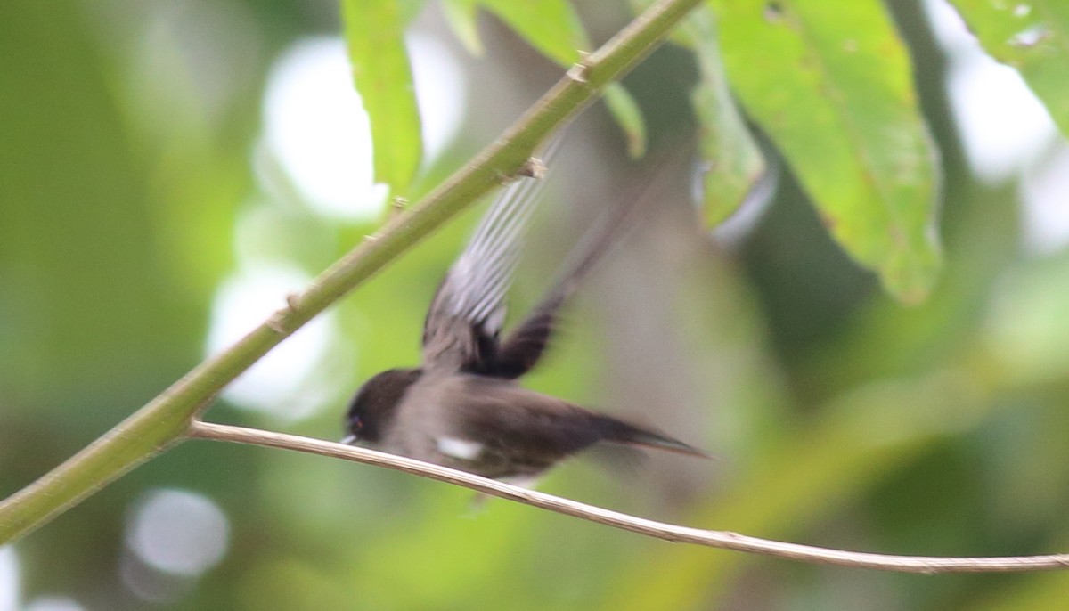 White-thighed Swallow - ML51353091