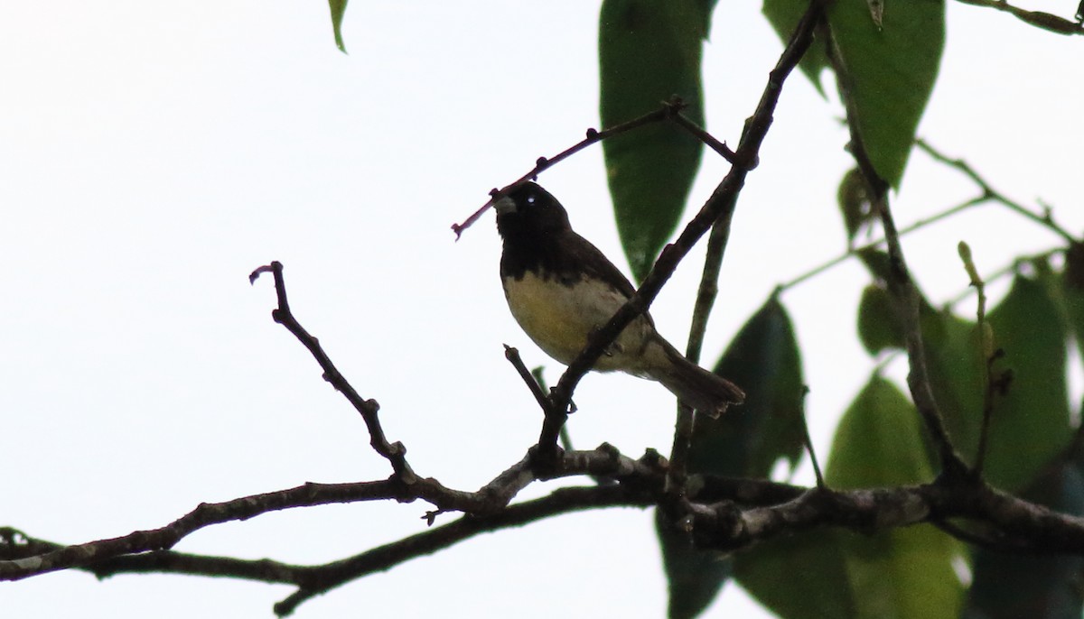 Yellow-bellied Seedeater - ML51354071