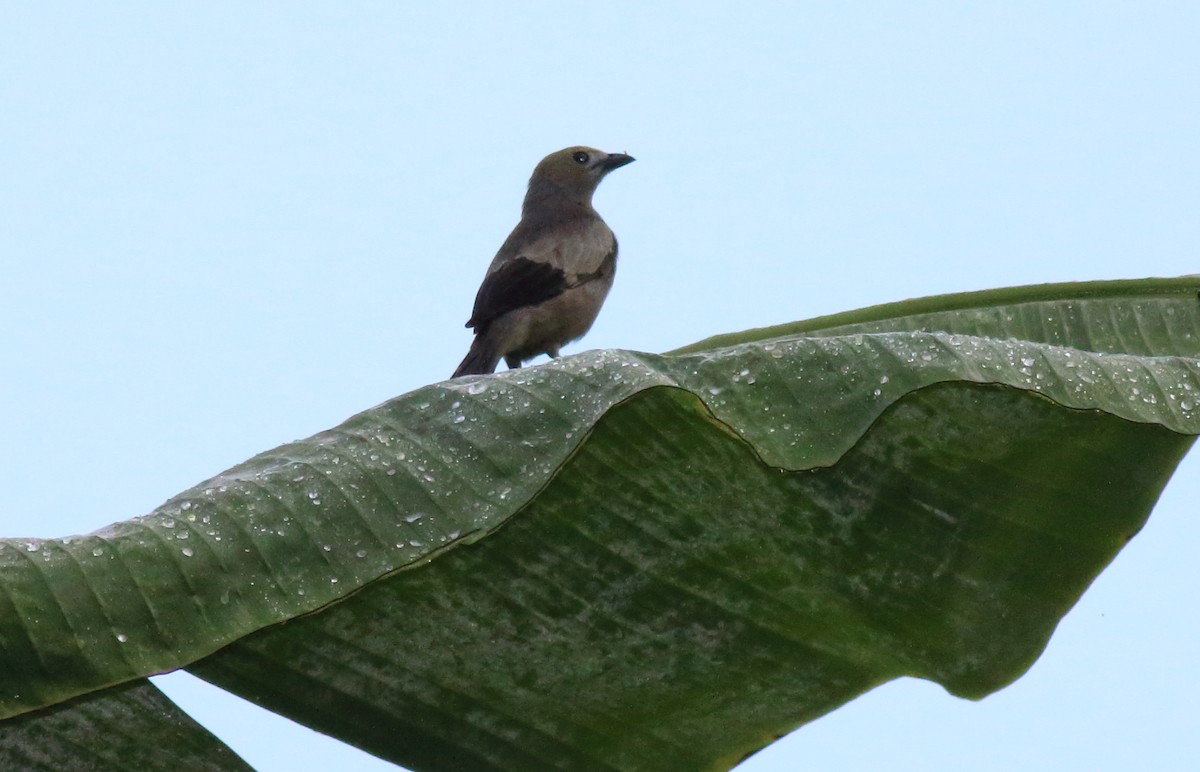 Palm Tanager - ML51354301