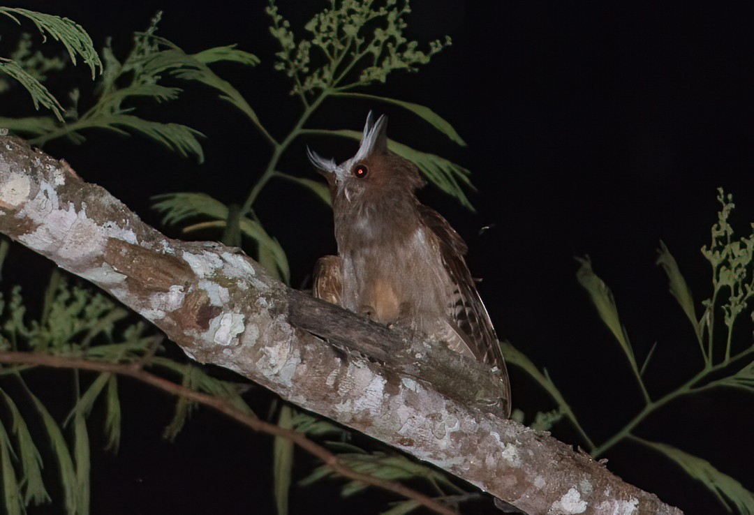 Crested Owl - ML513543521
