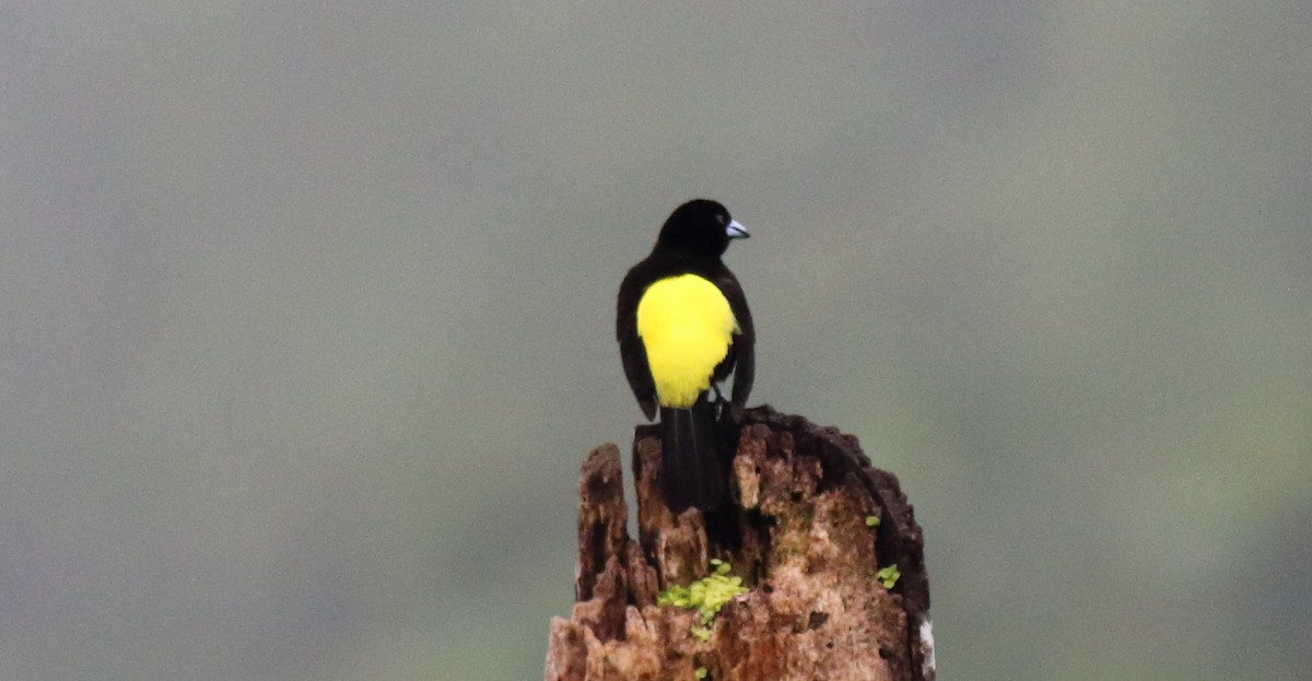 Flame-rumped Tanager - ML51354361