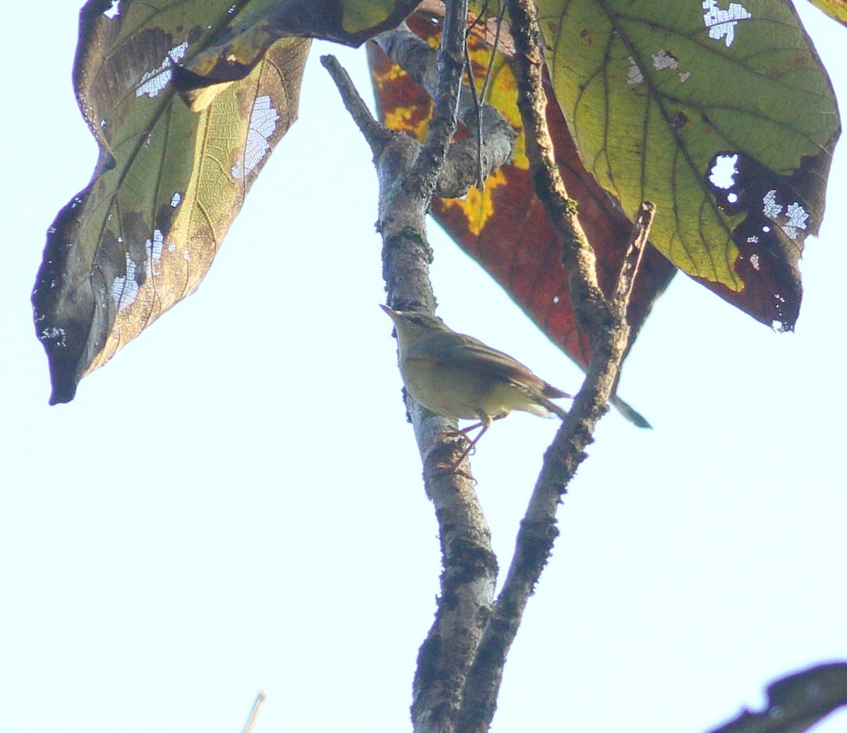 Greenish Warbler - Savio Fonseca (www.avocet-peregrine.com)