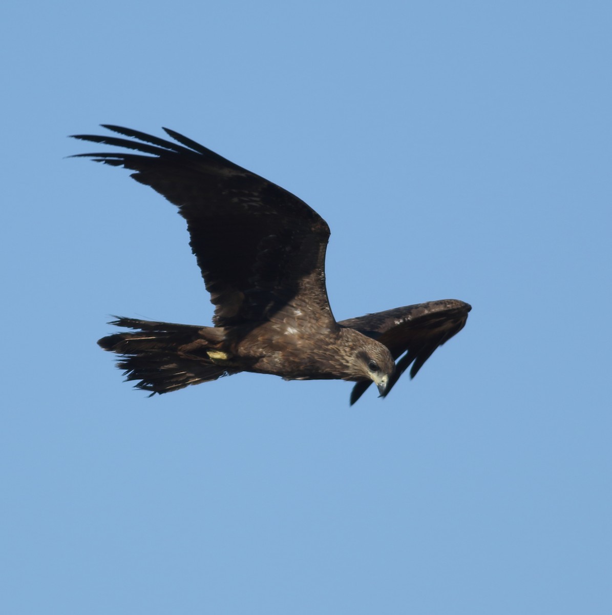 Black Kite - Savio Fonseca (www.avocet-peregrine.com)