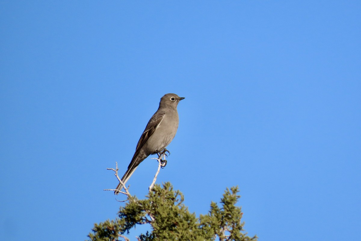Townsend's Solitaire - Jonathan Montgomery