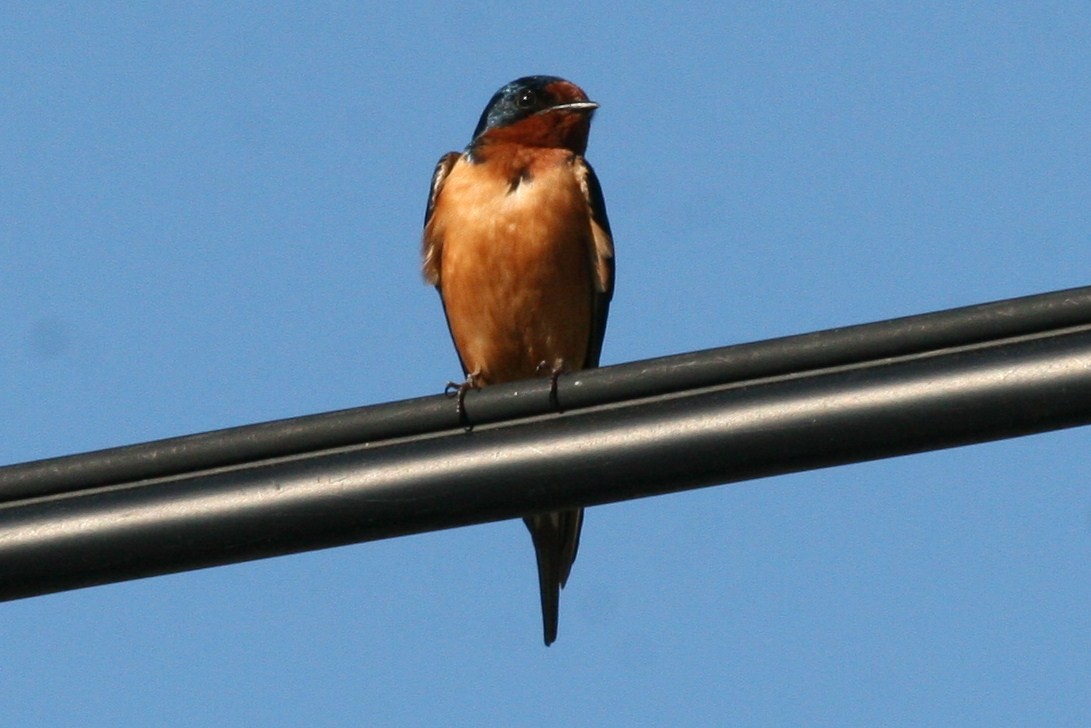 Barn Swallow - ML51355211