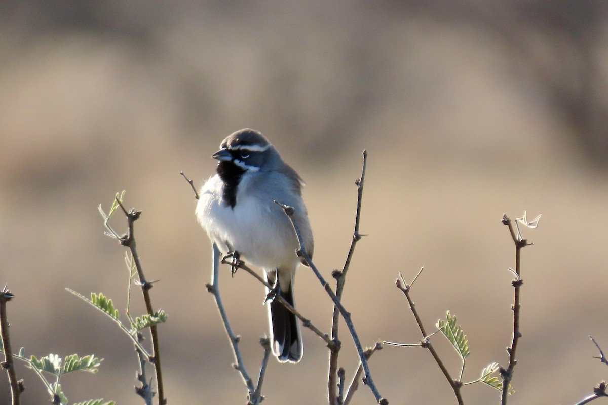 Black-throated Sparrow - ML513552211