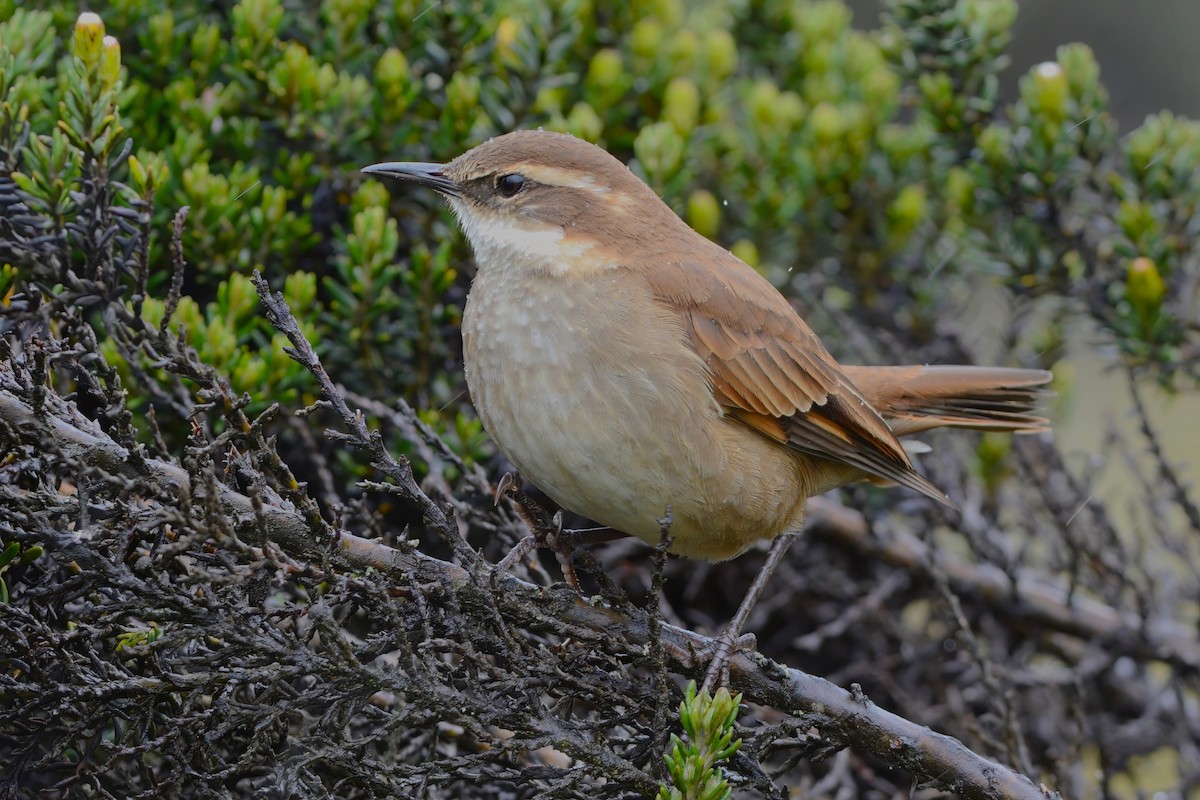 Chestnut-winged Cinclodes - ML513553411