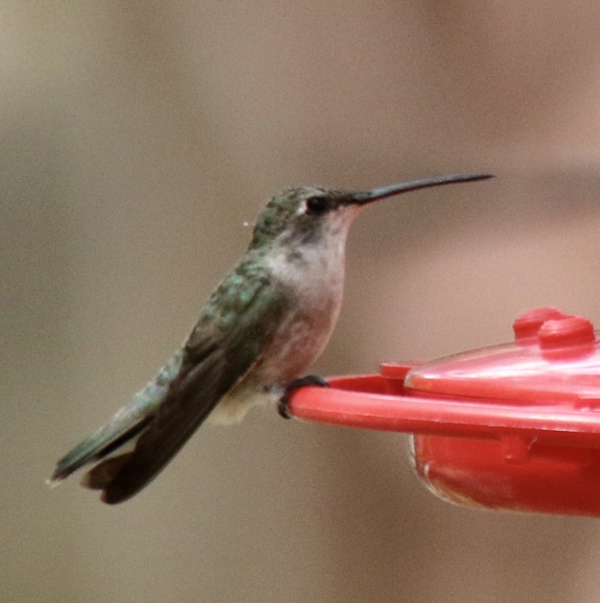 Black-chinned Hummingbird - ML513555921