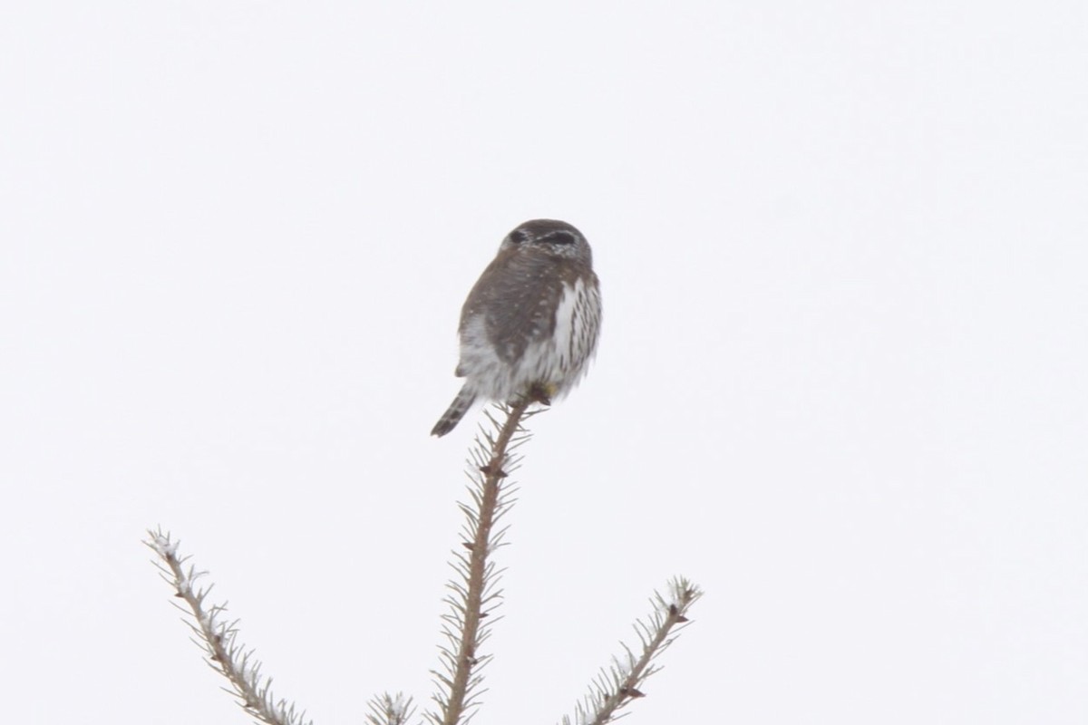 Northern Pygmy-Owl (Pacific) - ML513556811