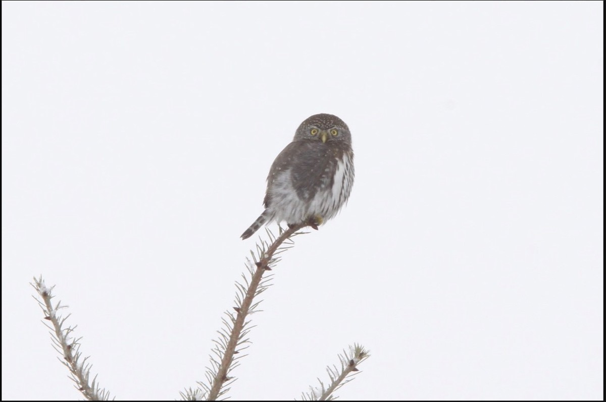 Northern Pygmy-Owl (Pacific) - ML513556821