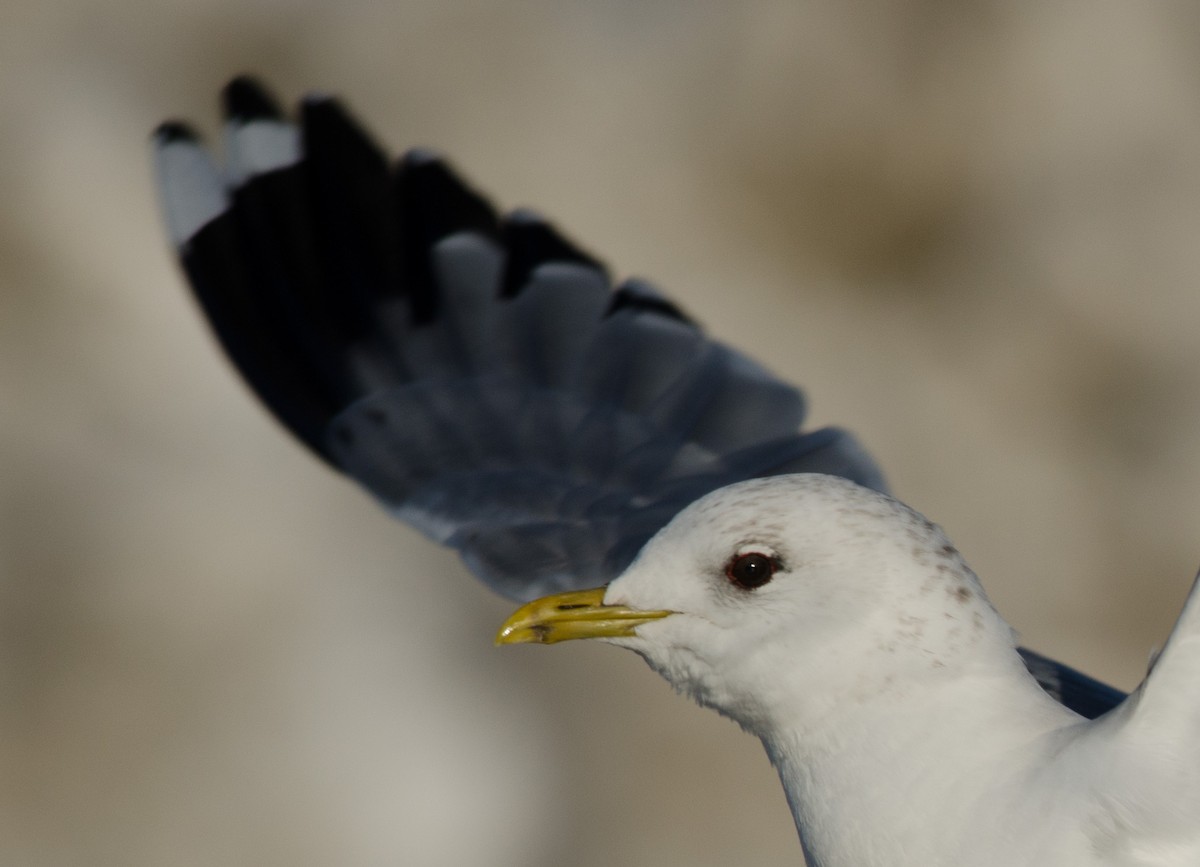 Common Gull (European) - ML51355771