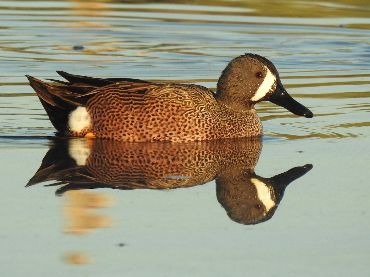 Blue-winged Teal - ML513558961