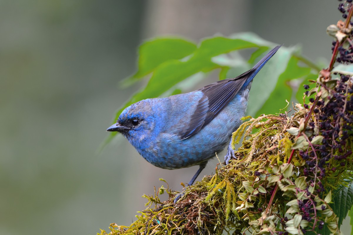 Blue-and-black Tanager - ML513562421