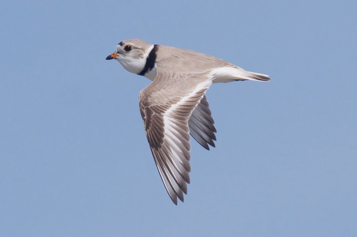 Piping Plover - ML513562571