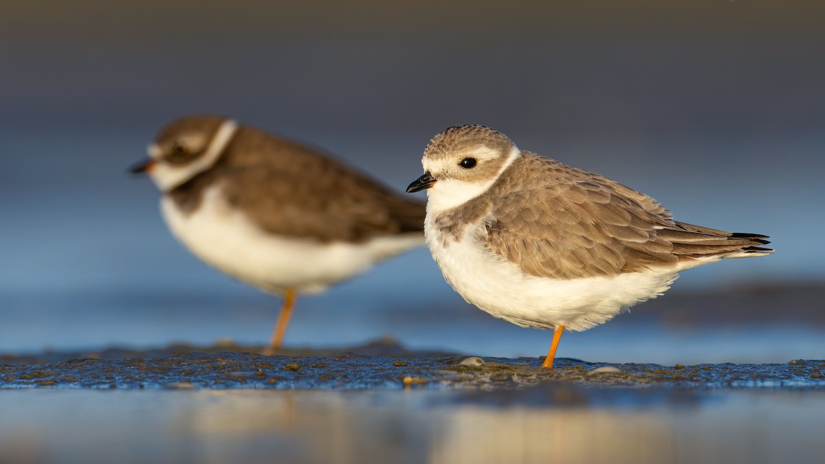 Piping Plover - ML513568791