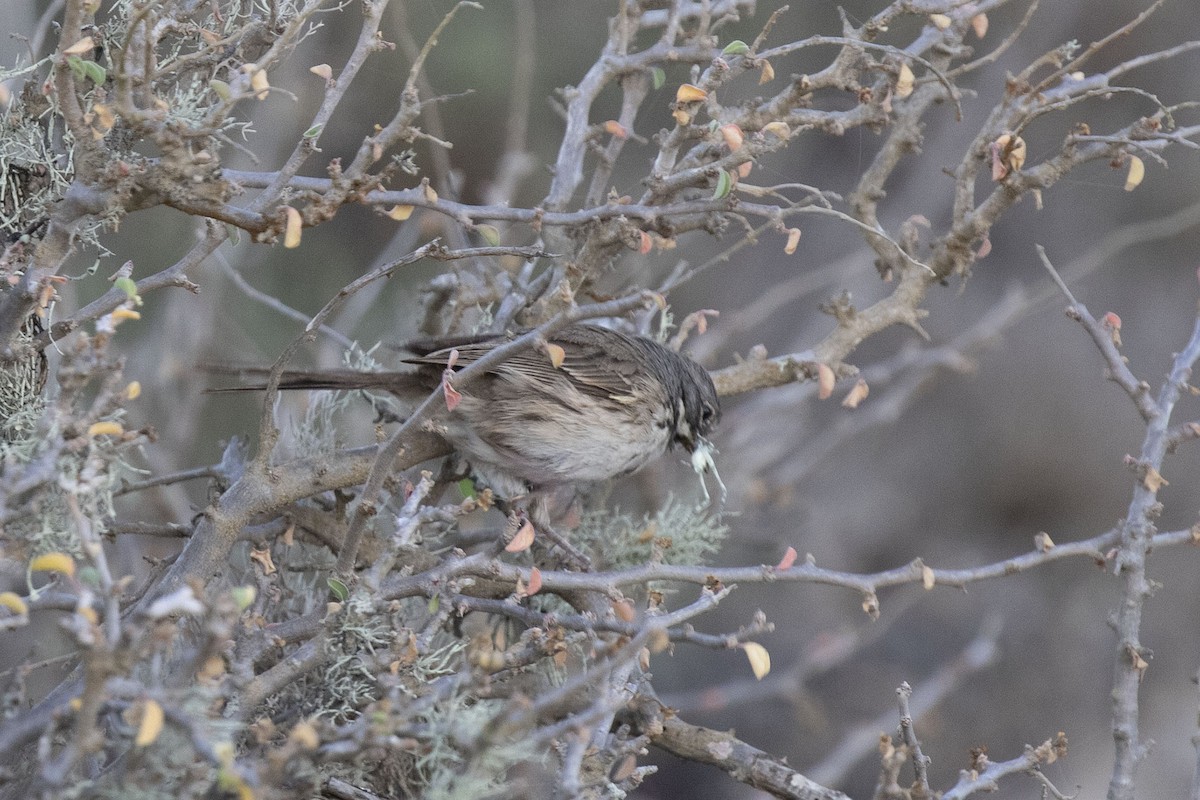 Bell's Sparrow (cinerea) - ML513573871