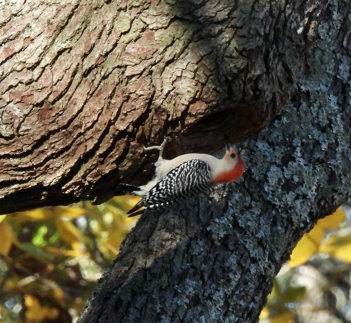 Red-bellied Woodpecker - ML513575481