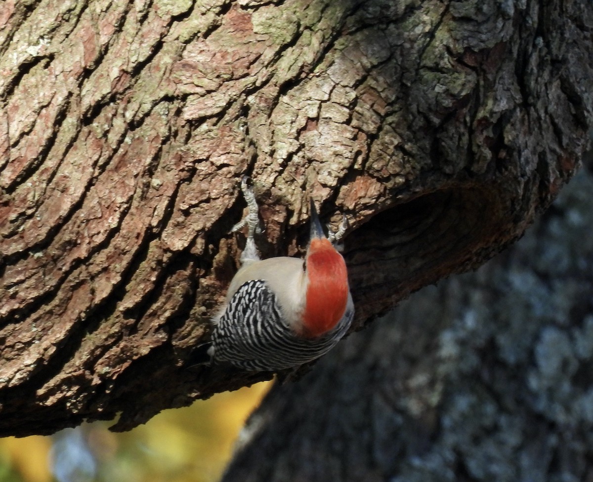 Red-bellied Woodpecker - ML513575501