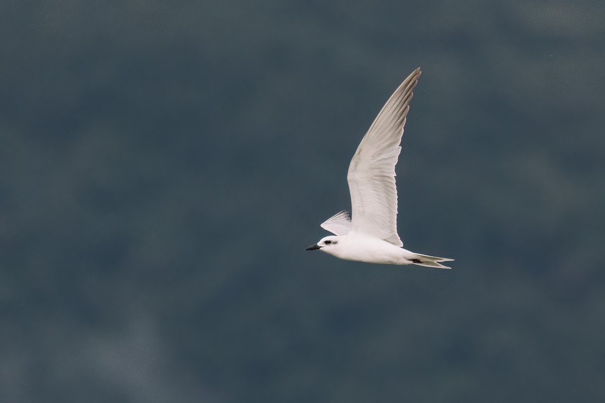 Gull-billed Tern - ML513578101