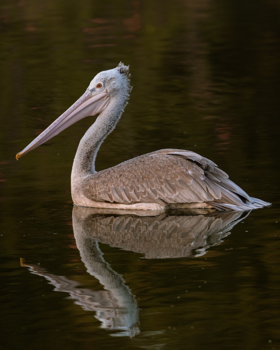 Spot-billed Pelican - ML513580671