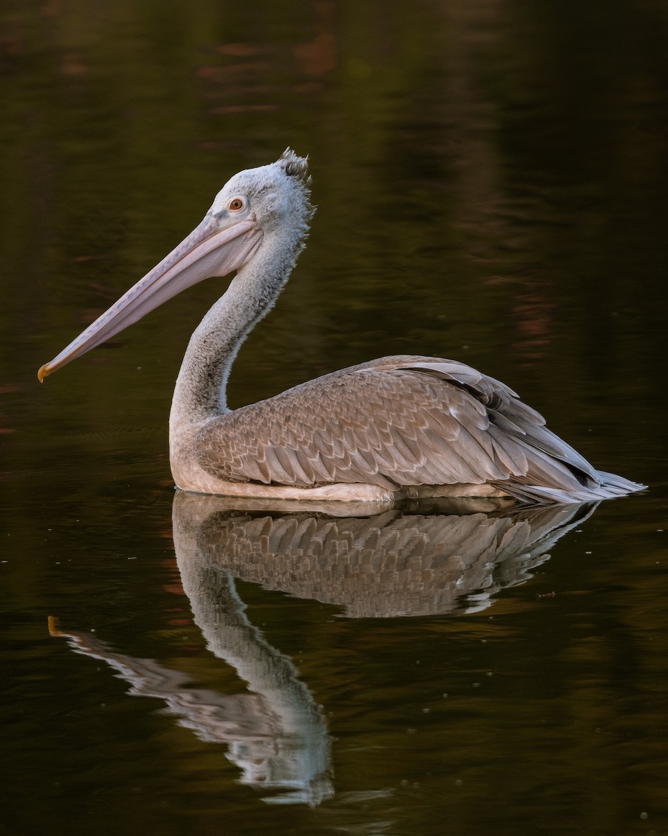 Spot-billed Pelican - Chotipong Sinayruraj