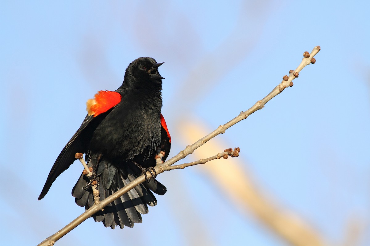 Red-winged Blackbird - ML51358241