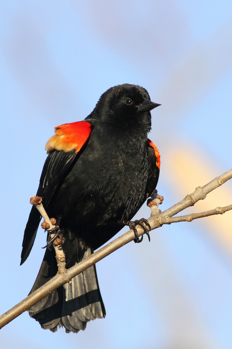Red-winged Blackbird - ML51358271