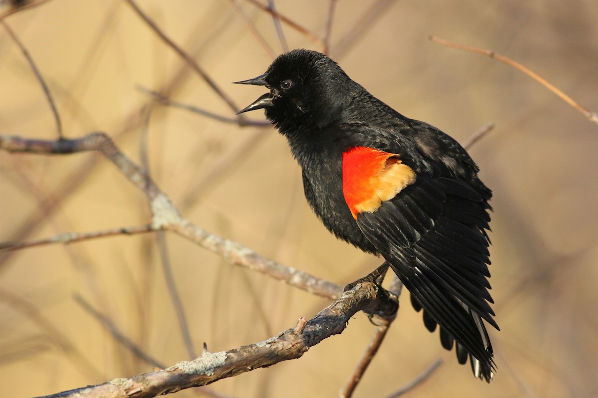 Red-winged Blackbird - ML51358371