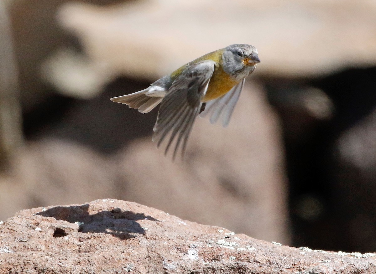 Greater Yellow-Finch - ML513589191