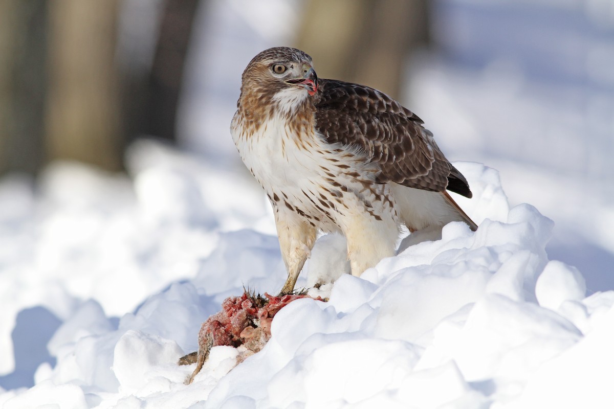 Red-tailed Hawk (borealis) - ML51359011