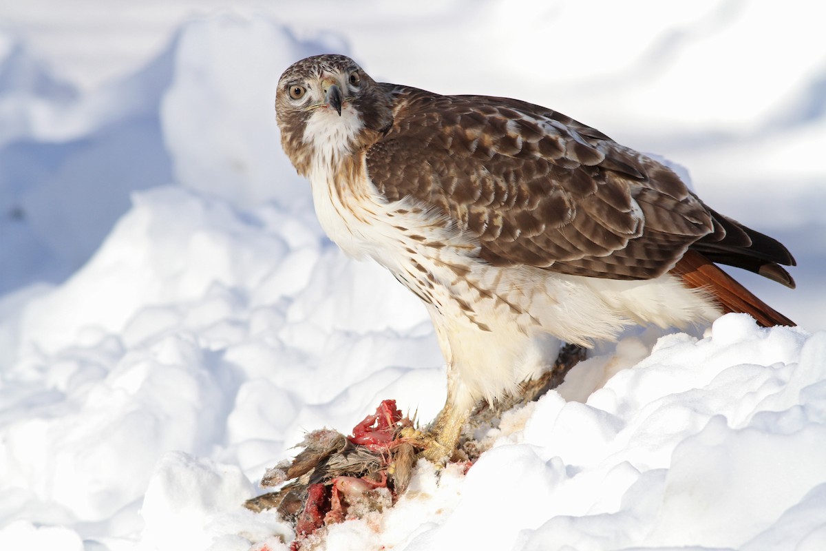 Red-tailed Hawk (borealis) - Evan Lipton