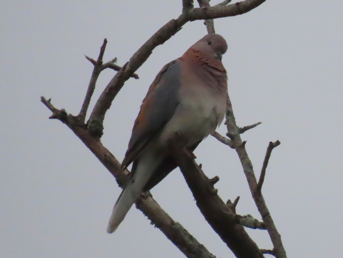 Laughing Dove - ML513594561