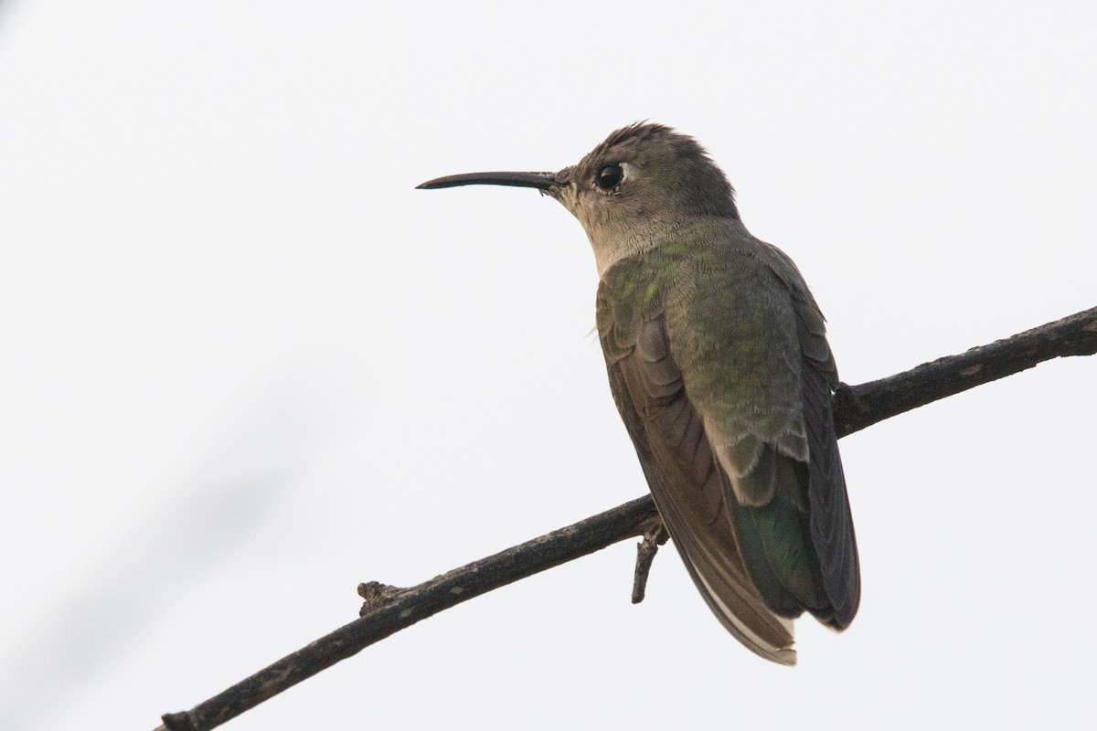 Tumbes Hummingbird - ML513595661